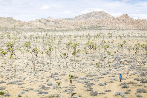 High angle view of hiker walking on field at Joshua Tree National Park during sunny day - CAVF15322