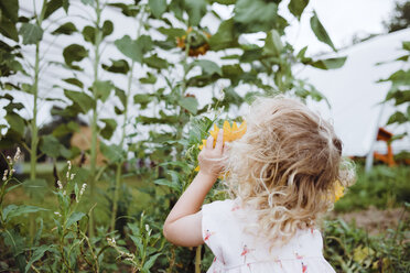 Rückansicht eines Mädchens, das an einer Sonnenblume auf einem Feld riecht - CAVF15362