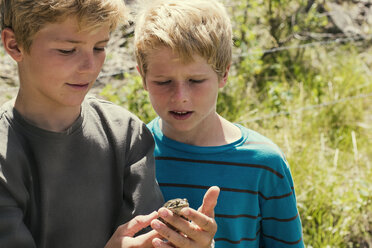 Junge hält Frosch, während er mit seinem Bruder auf einem Feld in der Sonne steht - CAVF15377