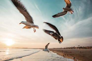 Seagulls flying at beach against sky during sunset - CAVF15452