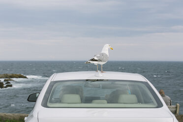 Möwe auf Autodach am Meer gegen Himmel - CAVF15458