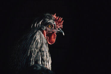 Nahaufnahme eines Huhns in der Dunkelkammer - CAVF15542