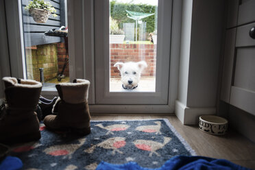 Porträt eines Hundes durch ein Türfenster gesehen - CAVF15723