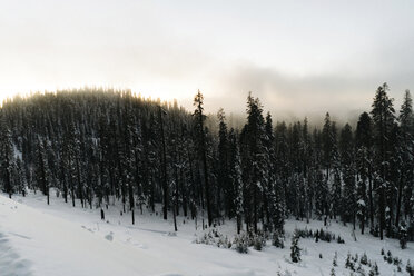 High angle view of trees on snow covered field at Yosemite National Park - CAVF15851