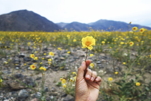 Ausgeschnittene Hand einer Person, die eine Blume im Death Valley National Park hält - CAVF15854