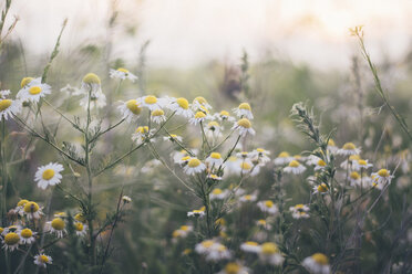 Weiße Gänseblümchen blühen auf dem Feld - CAVF16043