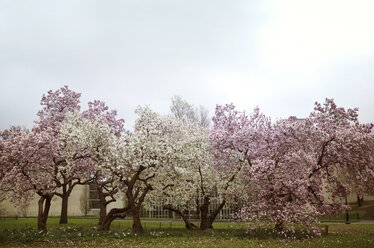 Blühende Bäume im Park gegen den klaren Himmel - CAVF16110