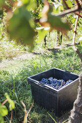 High angle view of grapes in crate in vineyard - CAVF16142