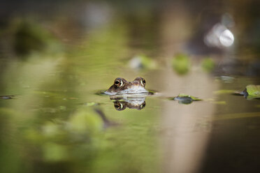 Nahaufnahme eines im See schwimmenden Frosches - CAVF16180