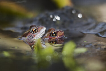 Close-up of frogs swimming in lake - CAVF16181