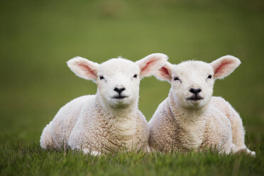 Portrait of lambs sitting on grassy field - CAVF16188