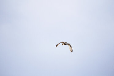 Low angle view of owl flying against clear sky - CAVF16189
