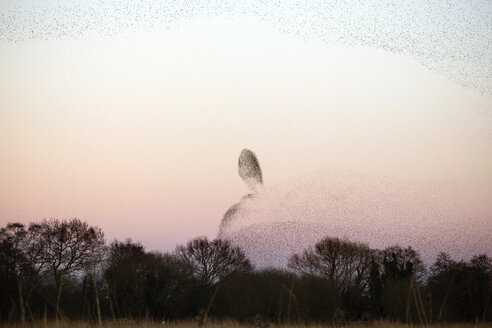 Entfernte Ansicht der Vögel fliegen gegen den Himmel bei Sonnenuntergang - CAVF16191
