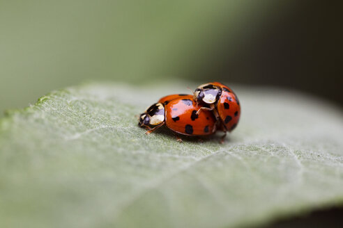 Close-up of ladybugs mating on leaf - CAVF16194