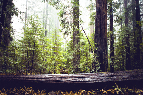 Redwood-Bäume im Staatspark, lizenzfreies Stockfoto
