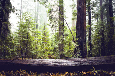 Redwood-Bäume im Staatspark - CAVF16226