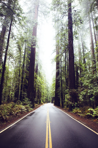 Road amidst redwood trees at state park stock photo