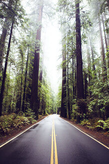 Straße inmitten von Redwood-Bäumen im State Park - CAVF16228