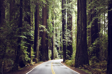 Empty road amidst redwood trees at state park - CAVF16229