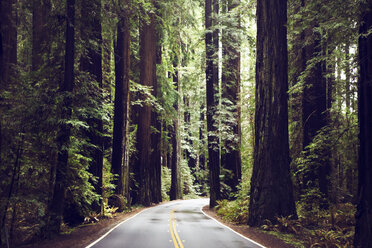 Leere Straße inmitten von Redwood-Bäumen im State Park - CAVF16229