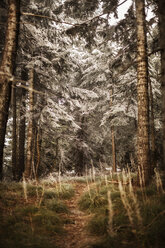 Trees growing on field at Table Mountain Washington - CAVF16233