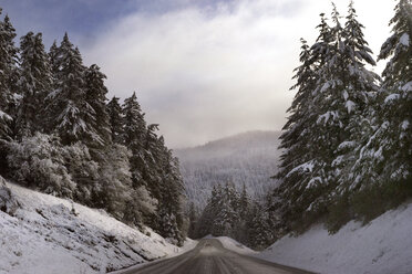 Road amidst snow covered pine trees against sky - CAVF16236