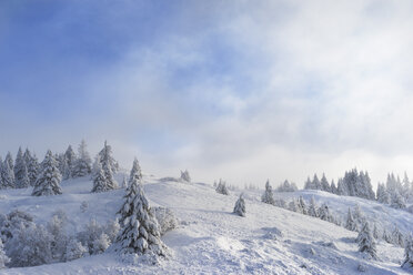 Scenic view of pine trees on snow covered mountain against cloudy sky - CAVF16237