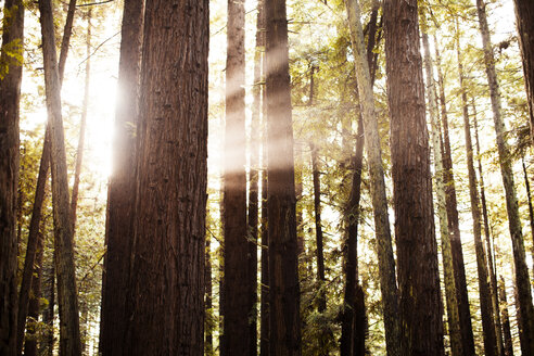 Sonnenlicht strömt durch Bäume im Wald - CAVF16241
