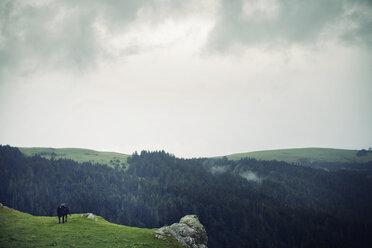 Kuh stehend auf Berg gegen Himmel - CAVF16242
