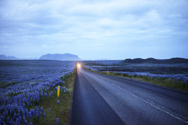 Landstraße inmitten eines blühenden Feldes bei Nacht - CAVF16263