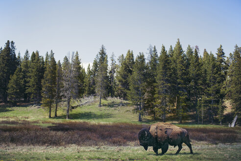 Wisent auf einer Wiese vor den Bäumen im Yellowstone-Nationalpark - CAVF16726