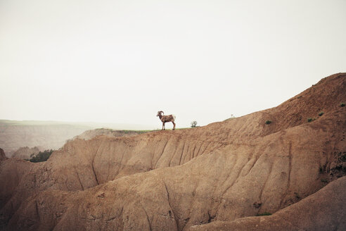 Side view of mountain goat standing on rock formation against sky - CAVF16738