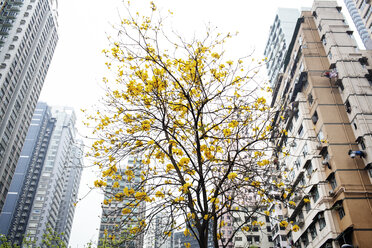 Niedriger Blickwinkel auf gelbe Blumen, die auf einem Baum in Hongkong wachsen - CAVF16782