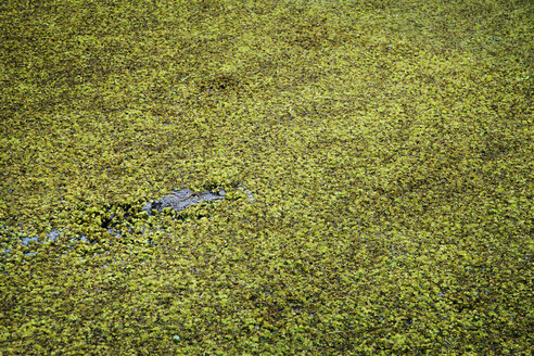 Hohe Winkelansicht eines Krokodils im Sumpf - CAVF16821
