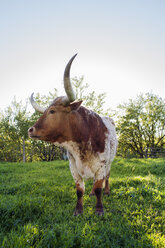 Kuh auf grasbewachsenem Feld gegen klaren Himmel - CAVF16856