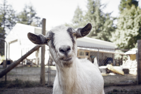 Porträt einer Ziege auf einem Bauernhof, lizenzfreies Stockfoto