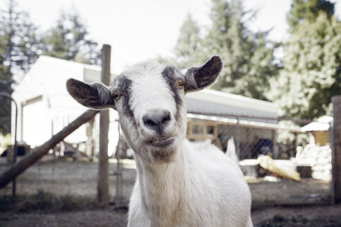 Portrait of goat standing in farm - CAVF16860