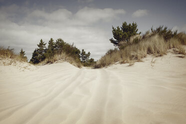 Grass growing on sandy beach against sky - CAVF16890