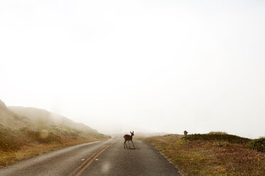 Deer walking on road against clear sky - CAVF16904