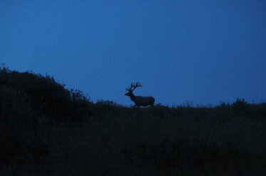 Silhouette of deer against sky - CAVF16908