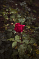 Nahaufnahme einer roten Rose - CAVF16937