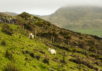 Schafe grasen im Winter auf einem grasbewachsenen Hügel - CAVF16942