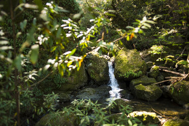 Bach, der durch Felsen im Wald fließt - CAVF17028