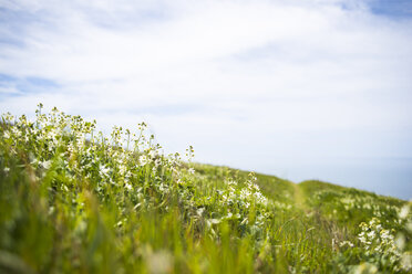 Oberflächenniveau von Blumen, die auf einem grasbewachsenen Feld vor einem bewölkten Himmel wachsen - CAVF17029