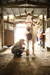 Cowgirl bandagiert das Bein eines Pferdes im Stall - CAVF17219