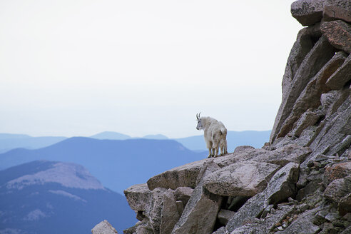 Wild goat standing on mountain against clear sky - CAVF17246
