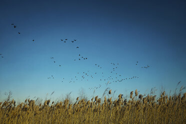 Vögel fliegen über Feld gegen klaren blauen Himmel - CAVF17265