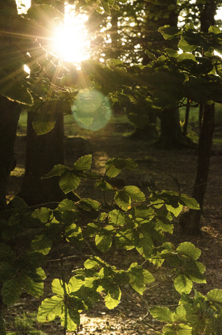Malerische Aussicht auf Bäume im Wald an einem sonnigen Tag, lizenzfreies Stockfoto