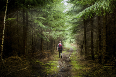 Rear view of male hiker hiking in forest stock photo