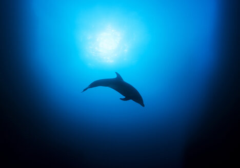 Delfin schwimmt im Meer - CAVF17469